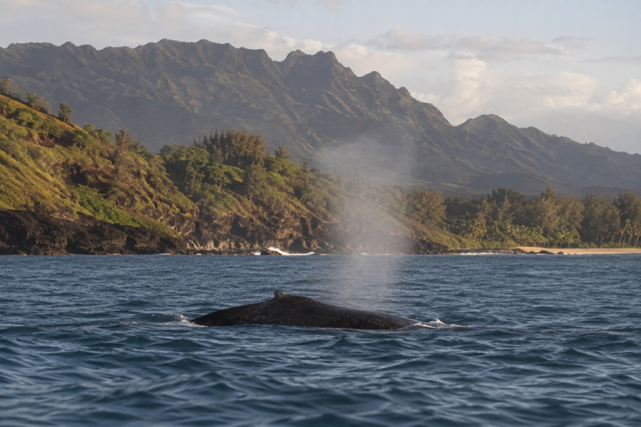 A humpback whale surfacing in open water off a green Hawaiian coastline under a soft morning sky