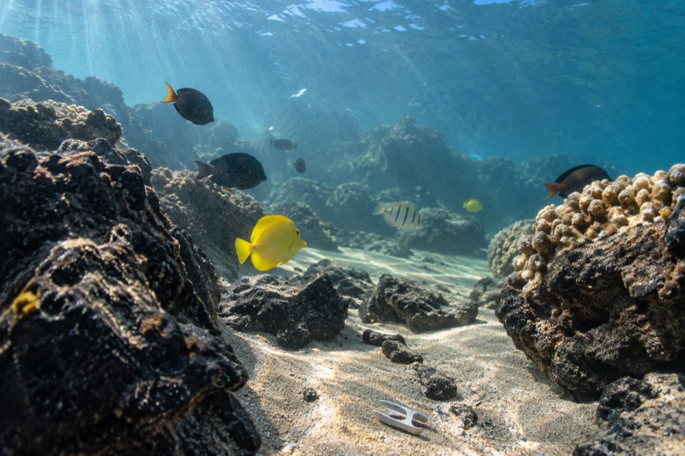 Clear water over a coral reef with tropical fish near the Napali Coast