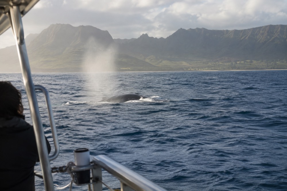 A humpback whale surfacing in open water near the Kauai coastline
